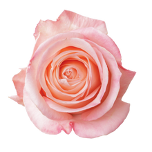 Cargar imagen en el visor de la galería, Personaliza tu caja x 50 rosas Bogotá
