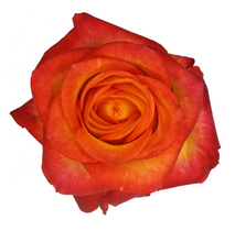 Cargar imagen en el visor de la galería, *Personaliza tu caja x 50 rosas Bogotá
