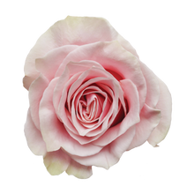 Cargar imagen en el visor de la galería, PINK MONDIAL x ramo
