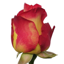 Cargar imagen en el visor de la galería, SERAPHINA x 50 rosas Bogotá
