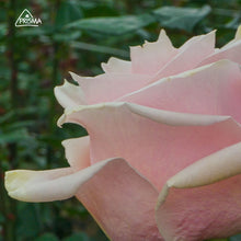 Cargar imagen en el visor de la galería, PINK MONDIAL x ramo
