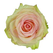 Cargar imagen en el visor de la galería, ESPERANCE caja x 50 rosas Bogotá
