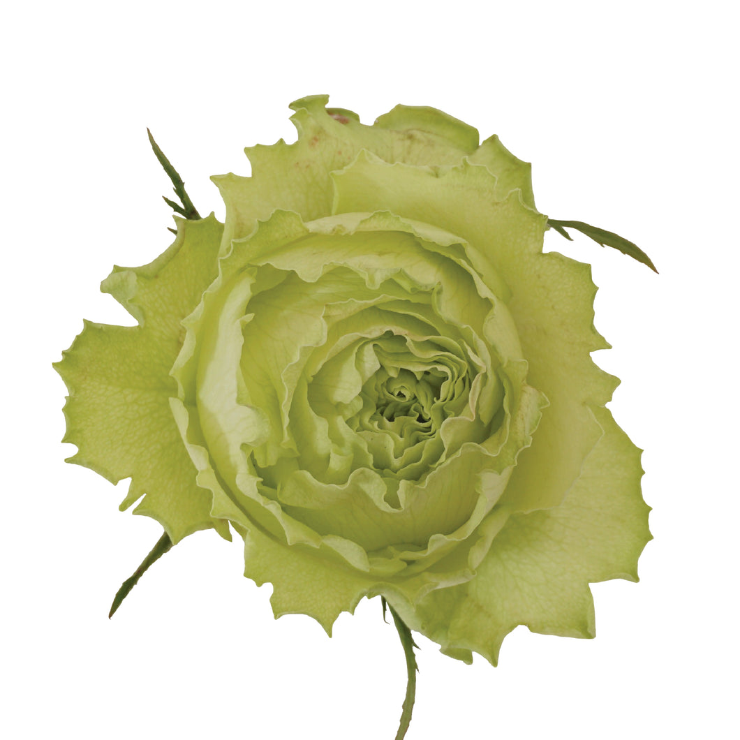 LIMONADA