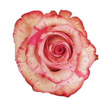 Cargar imagen en el visor de la galería, MAGIC TIMES caja x 50 rosas Bogotá
